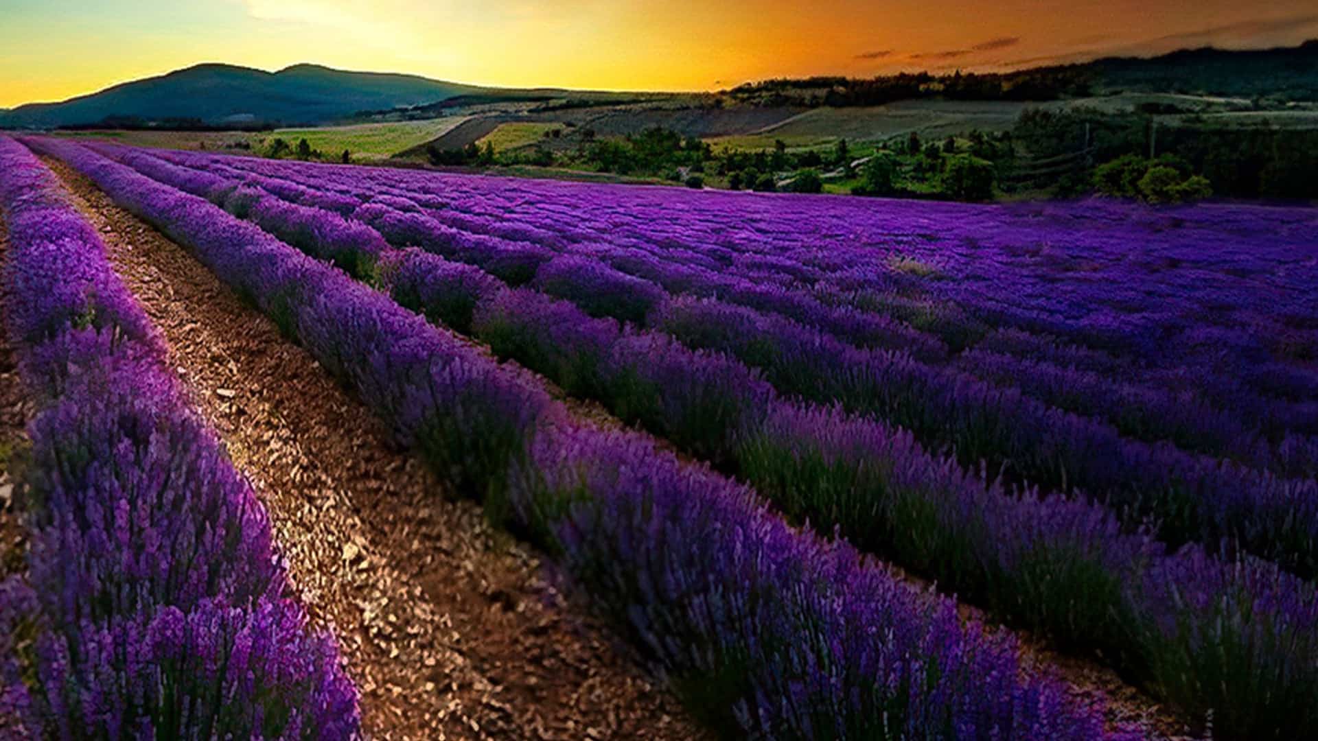 lavender in Provence